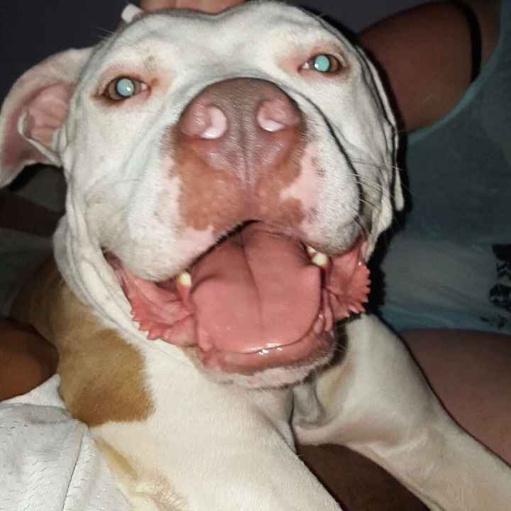 NWR - pitbulls and landlords