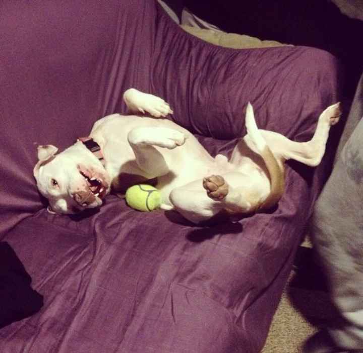 NWR - pitbulls and landlords