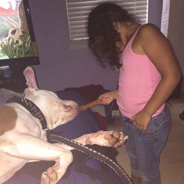NWR - pitbulls and landlords