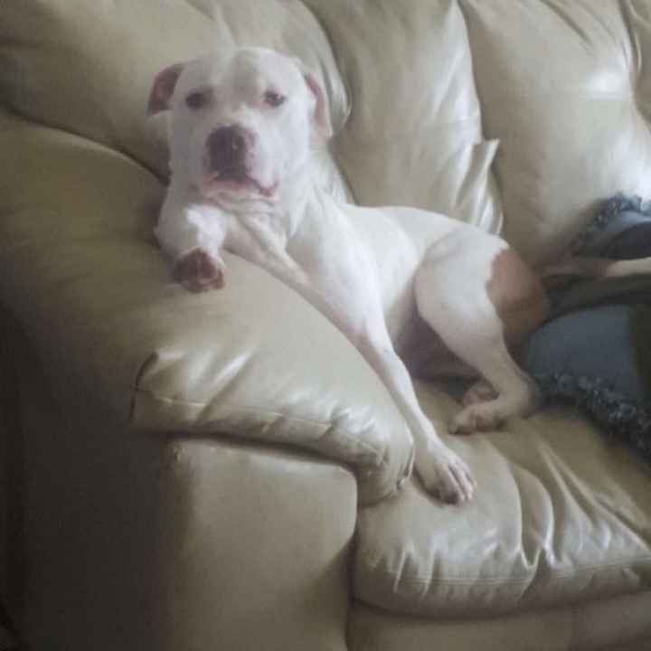 NWR- Pibbles and Homeowner Insurance