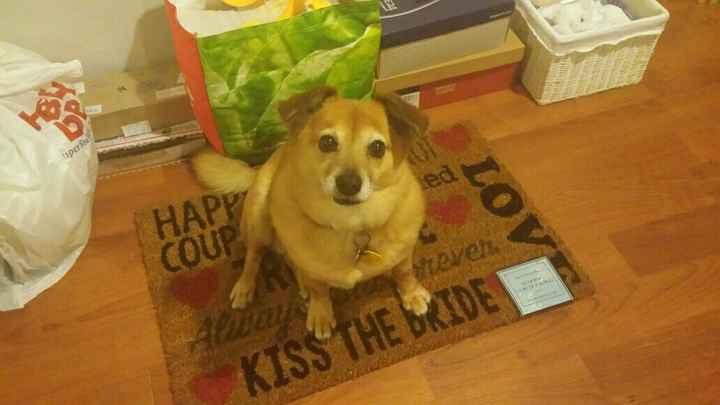 NWR: National Dog Day!