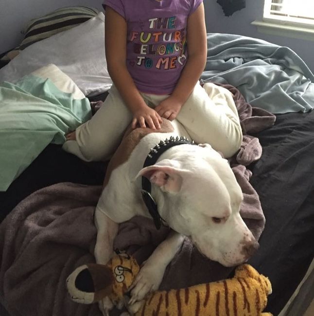 NWR - pitbulls and landlords