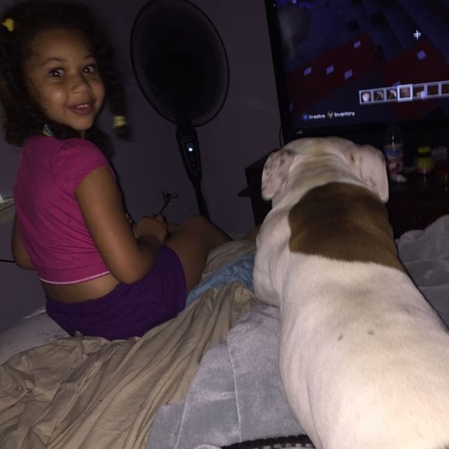 NWR - pitbulls and landlords