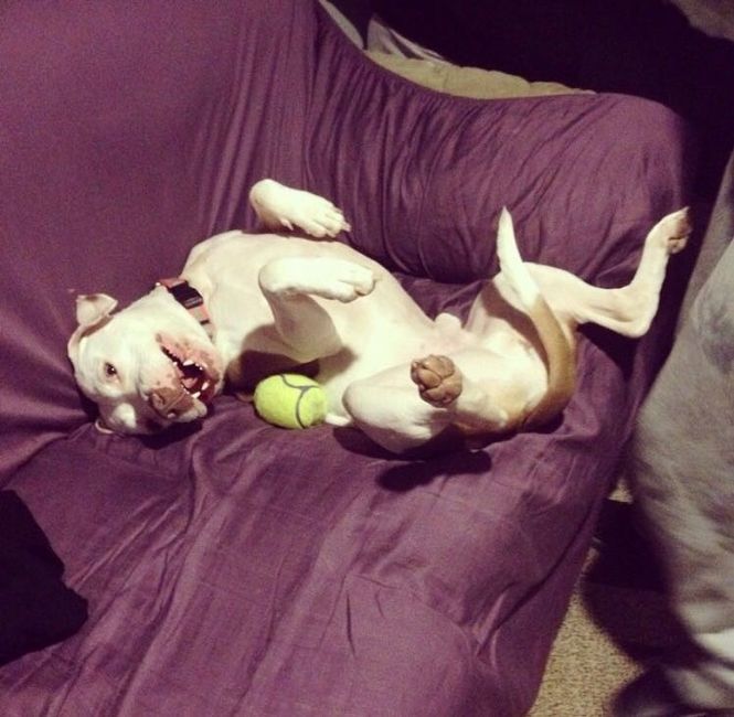 NWR - pitbulls and landlords