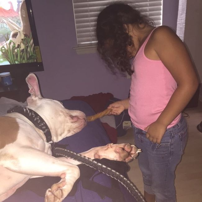 NWR - pitbulls and landlords