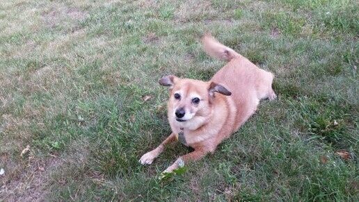 Spinoff: Show us your rescues!