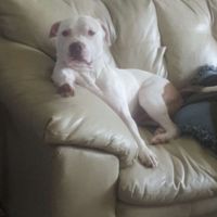 NWR- Pibbles and Homeowner Insurance