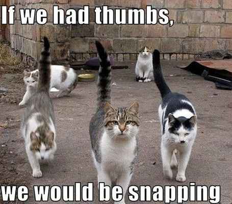 (nwr) Paw raised... -cat-