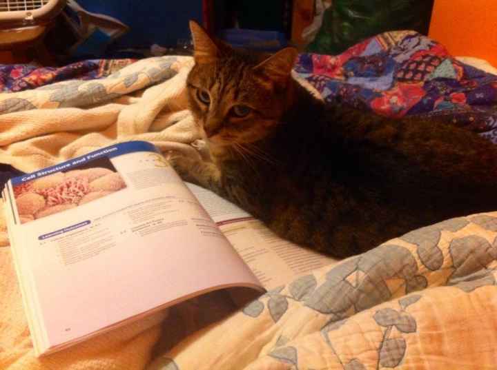 NWR: Pets "helping"
