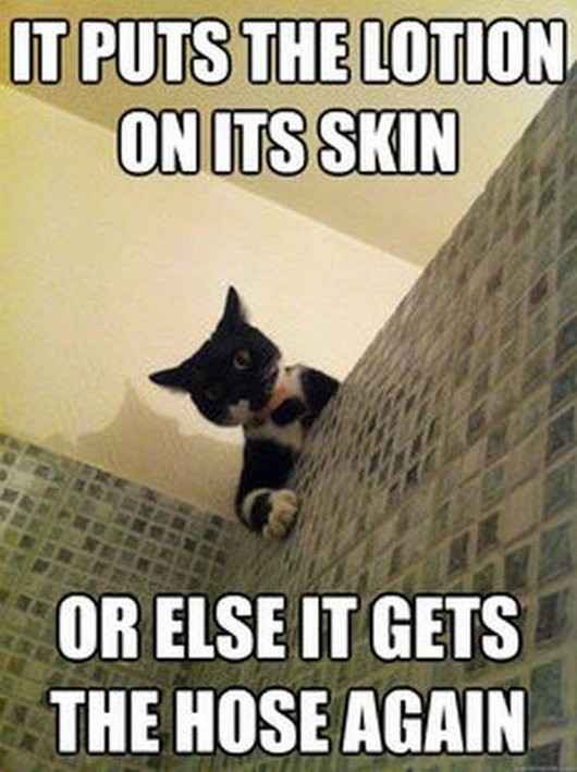For Emmy's and those of us that enjoy the cat memes