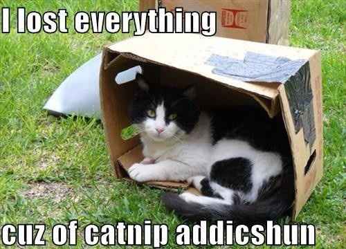 For Emmy's and those of us that enjoy the cat memes