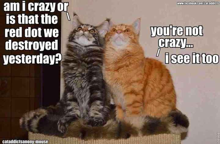 For Emmy's and those of us that enjoy the cat memes