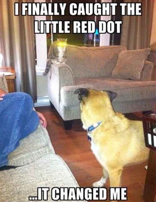For Emmy's and those of us that enjoy the cat memes