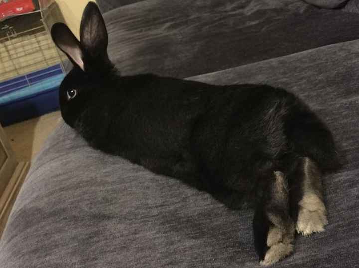 NWR: Saying Goodbye to My Kitty