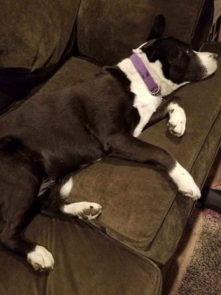 NWR: Show me your fur babies
