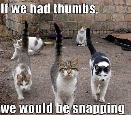 (nwr) Paw raised... -cat-