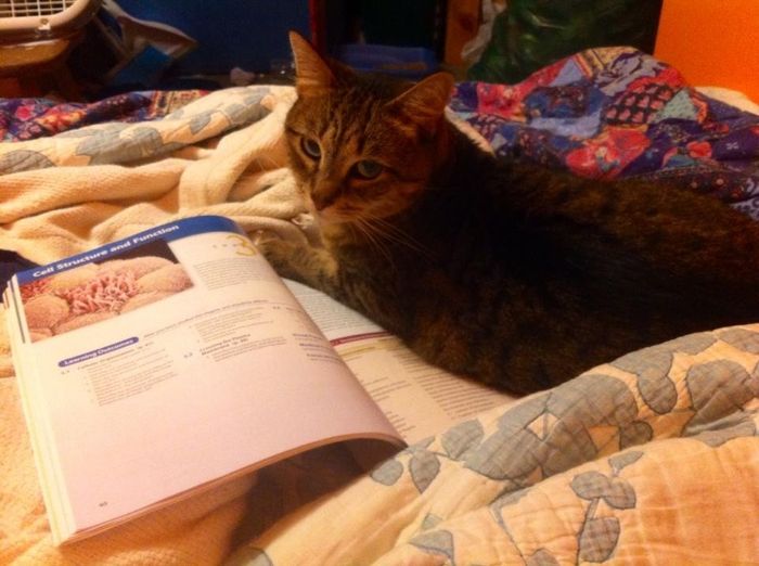 NWR: Pets "helping"