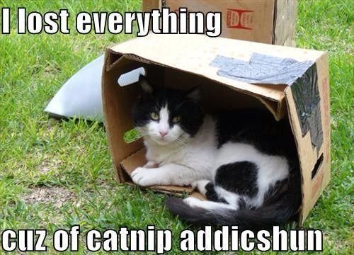 For Emmy's and those of us that enjoy the cat memes