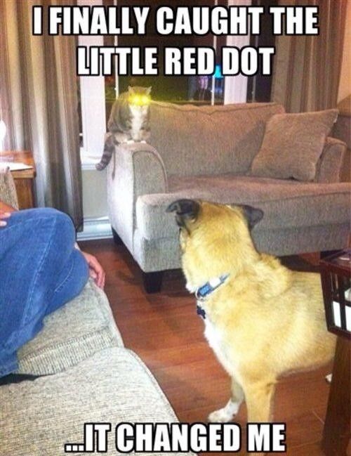 For Emmy's and those of us that enjoy the cat memes
