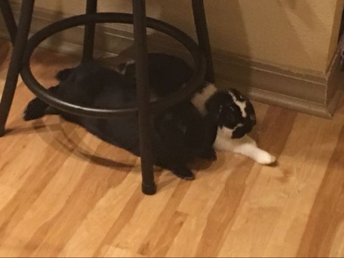 NWR: Furry Children