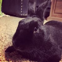 NWR:. Just wanted to share the Sunshine. Caution:Extreme cuteness enclosed.