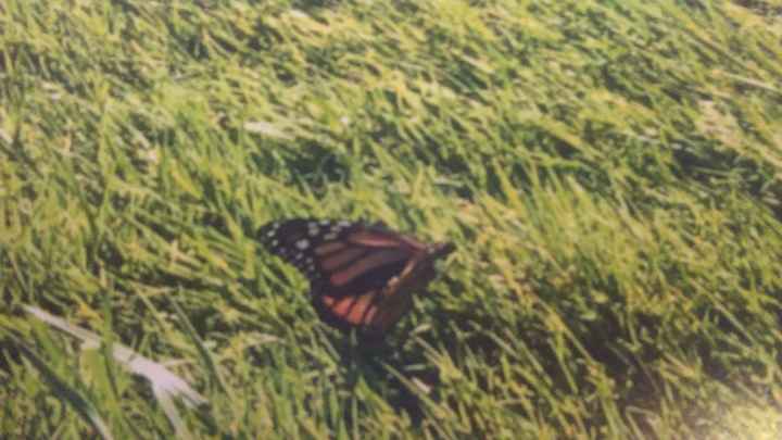 OUR WEDDING PICTURES