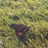 OUR WEDDING PICTURES