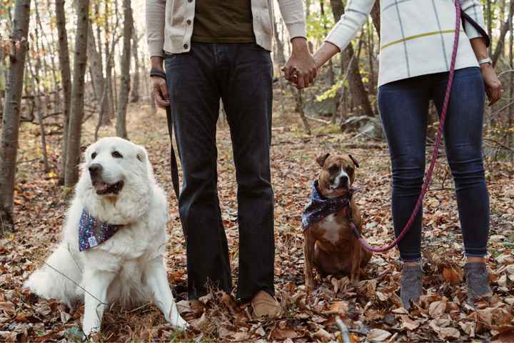 Show me your pet! - 1