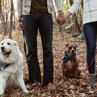 Show me your pet! - 1