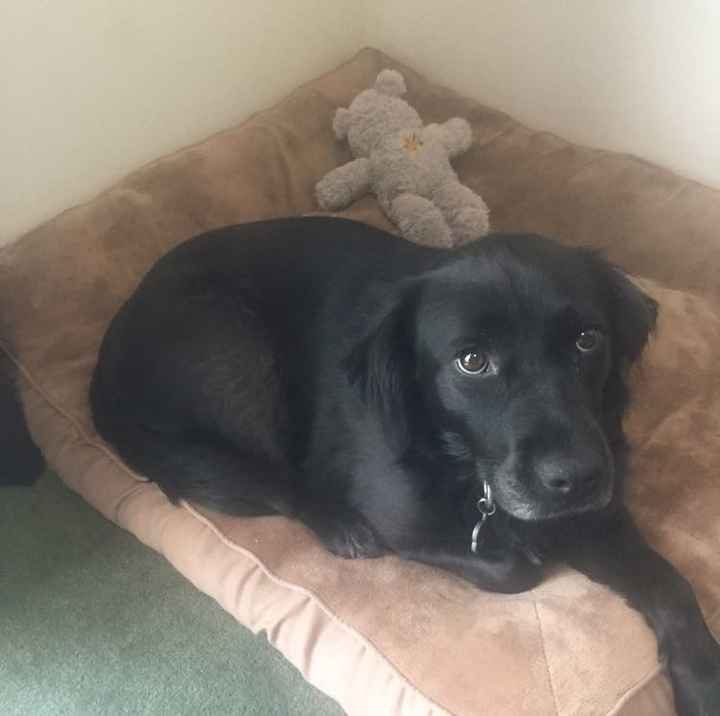 Nwr- show me your fur babies