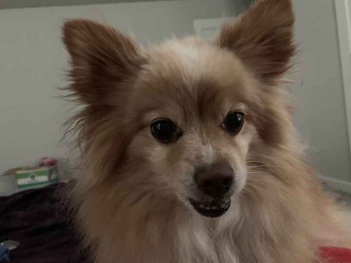 Let's see your fur babies!! 5