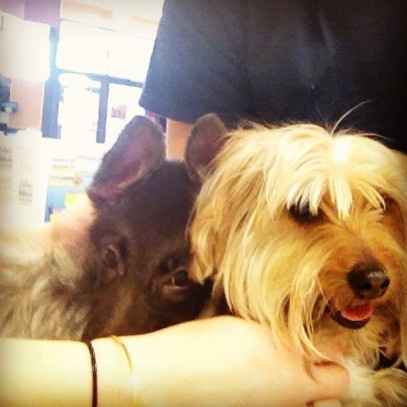 We Bought A Puppy!!!