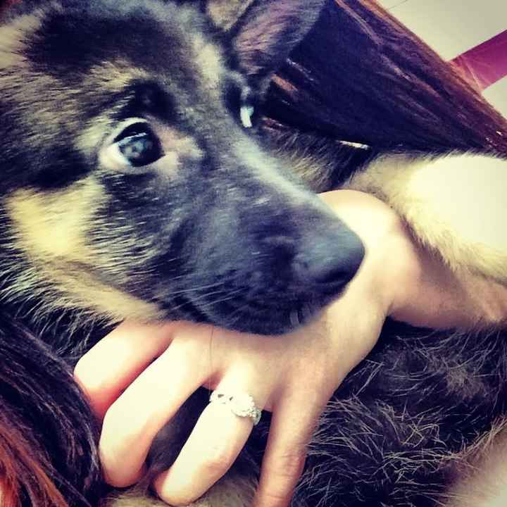 We Bought A Puppy!!!