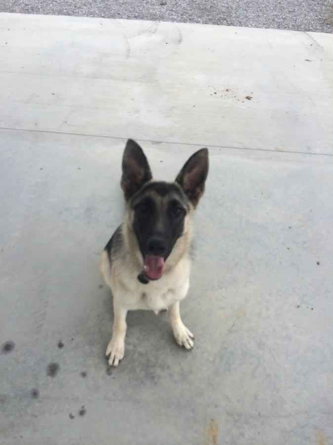 NWR: My four-legged child turns THREE today!!! *I want pics of yours*