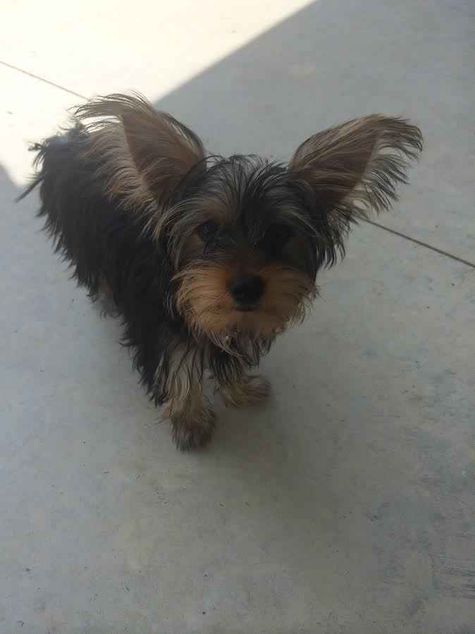 NWR: My four-legged child turns THREE today!!! *I want pics of yours*