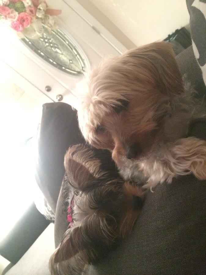 NWR: My four-legged child turns THREE today!!! *I want pics of yours*