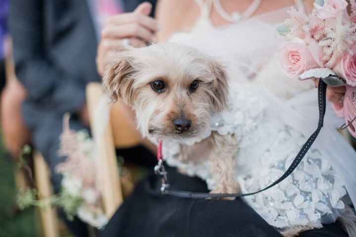 How many people are using your pets in your wedding?