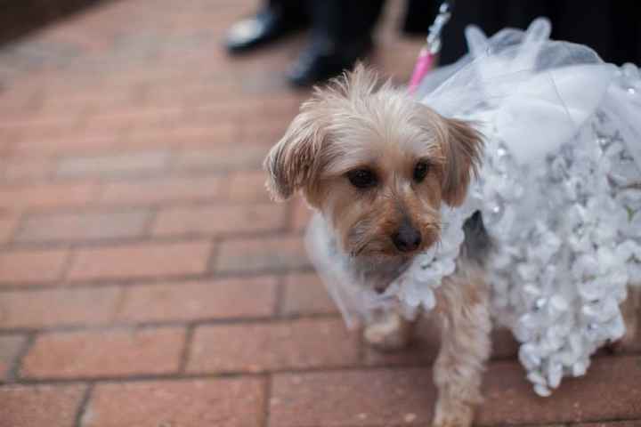 Will your Fur Baby be in your Wedding????