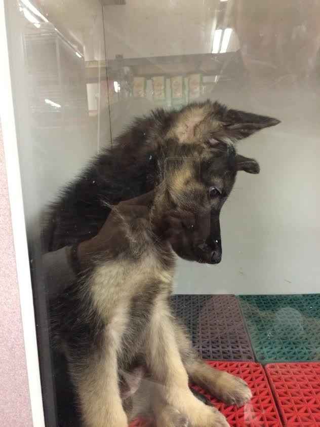 We Bought A Puppy!!!