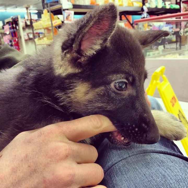 We Bought A Puppy!!!