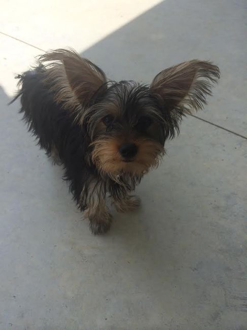 NWR: My four-legged child turns THREE today!!! *I want pics of yours*