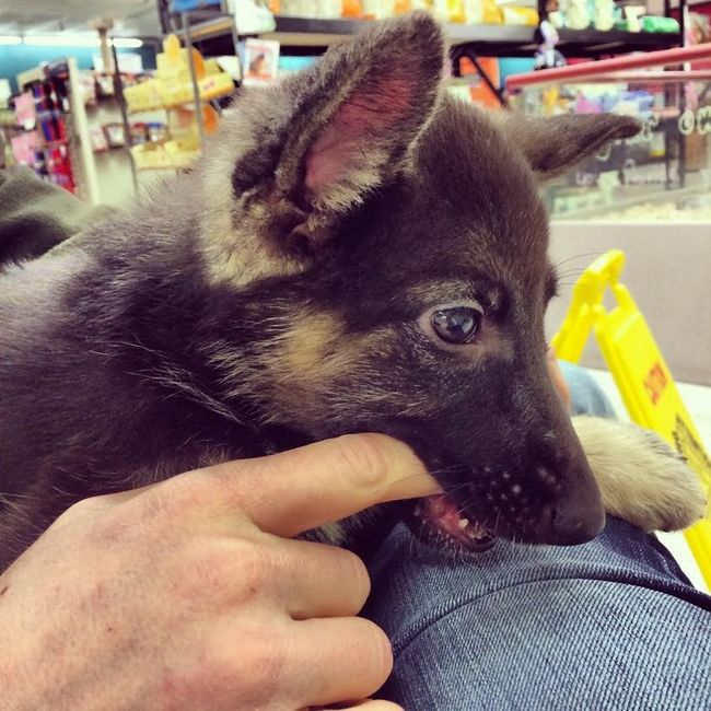 We Bought A Puppy!!!