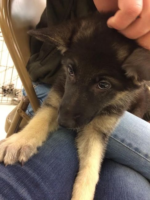 We Bought A Puppy!!!
