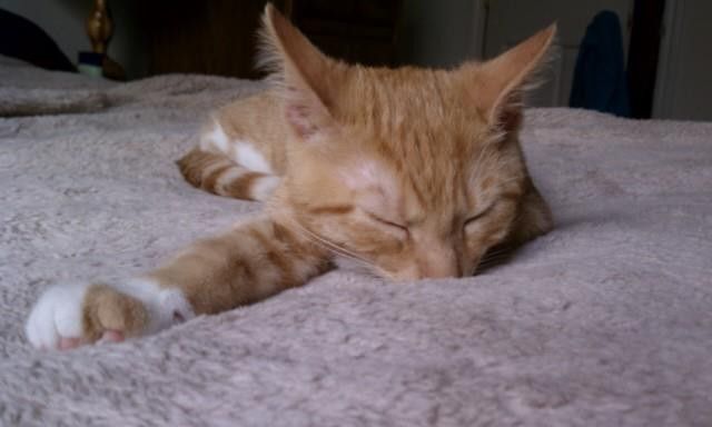 NWR:  It's Feline Friday...