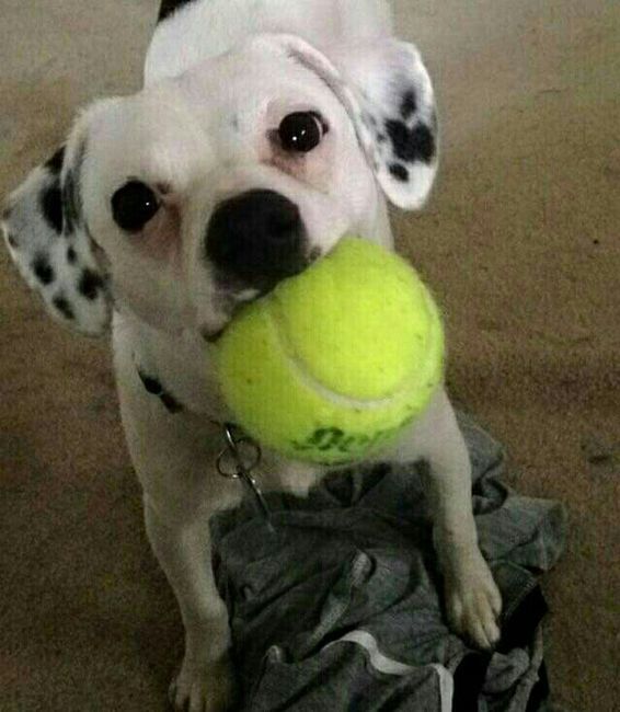 NWR- pets! We love them show me yours :)