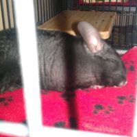 NWR- Does anybody want a dog?