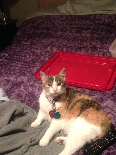 NWR: Show me your fur babies