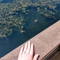 Brides of 2020!  Show us your ring! - 2