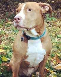 NWR: Losing our husky