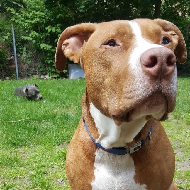 Nwr- show me your fur babies
